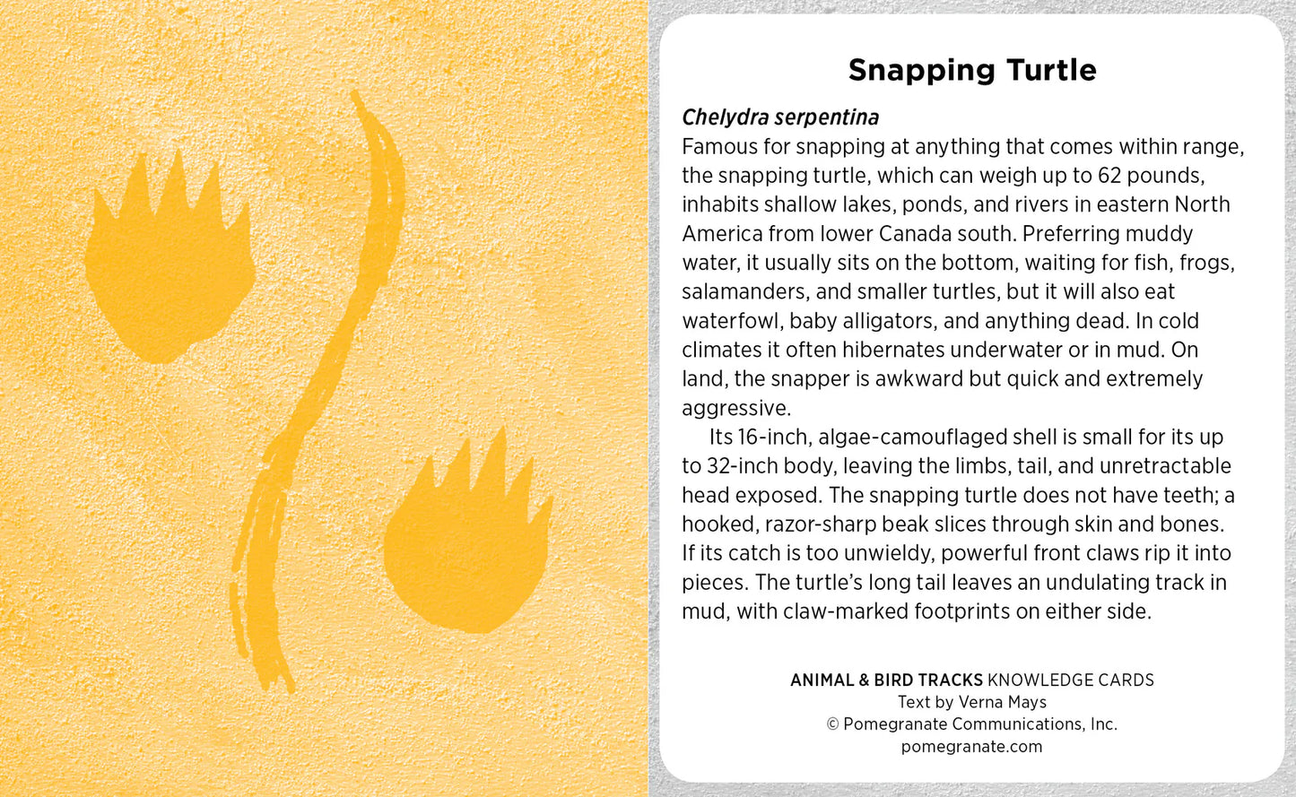 Animal & Bird Tracks: A Handy Reference for the Outdoor Detective Knowledge Cards