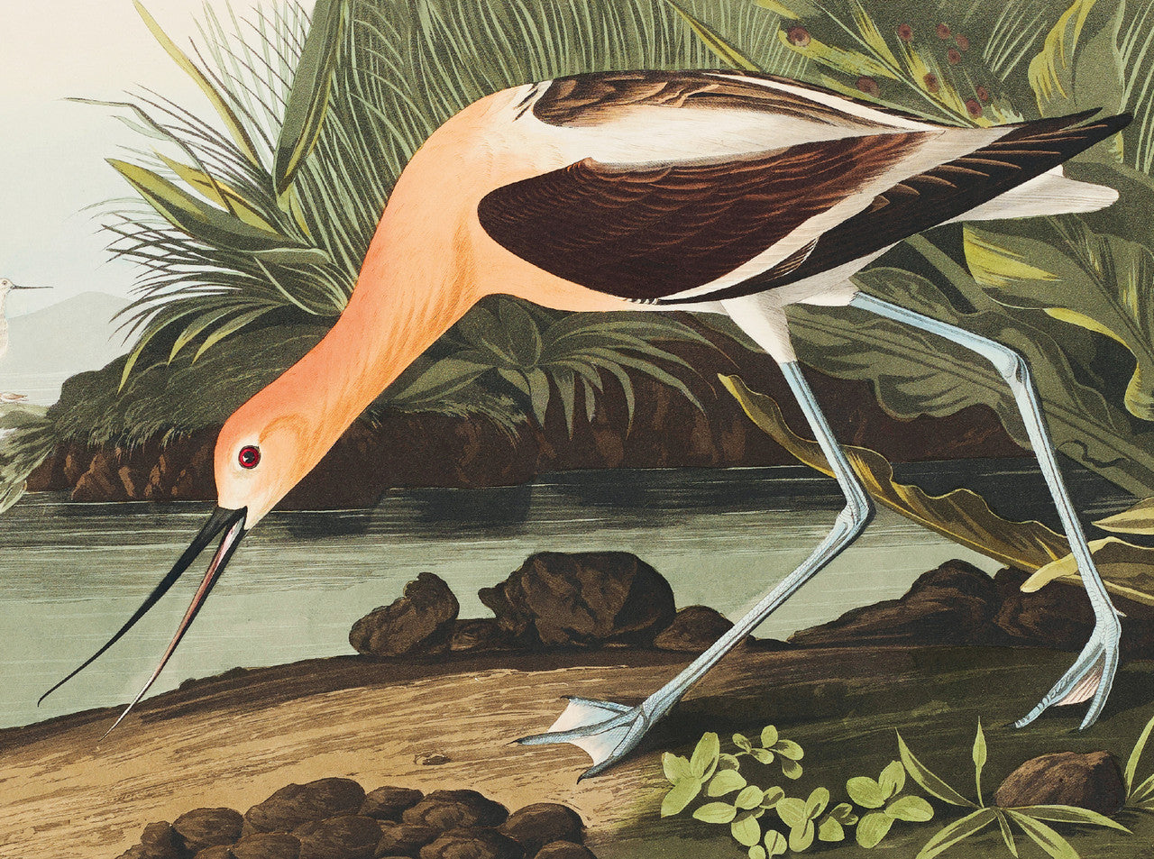 Audubon Water Birds Notecard Set