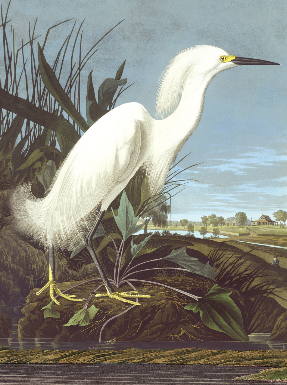 Audubon Water Birds Notecard Set