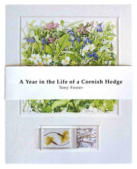 Foster, Cornish Hedge Postcard Set