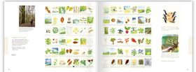 An open book displaying a collection of various nature themed watercolor illustrations.