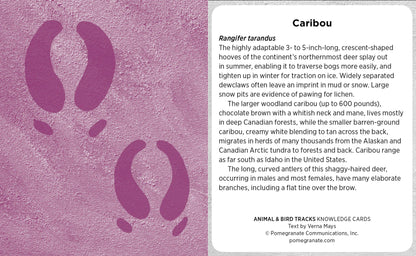 Animal & Bird Tracks: A Handy Reference for the Outdoor Detective Knowledge Cards