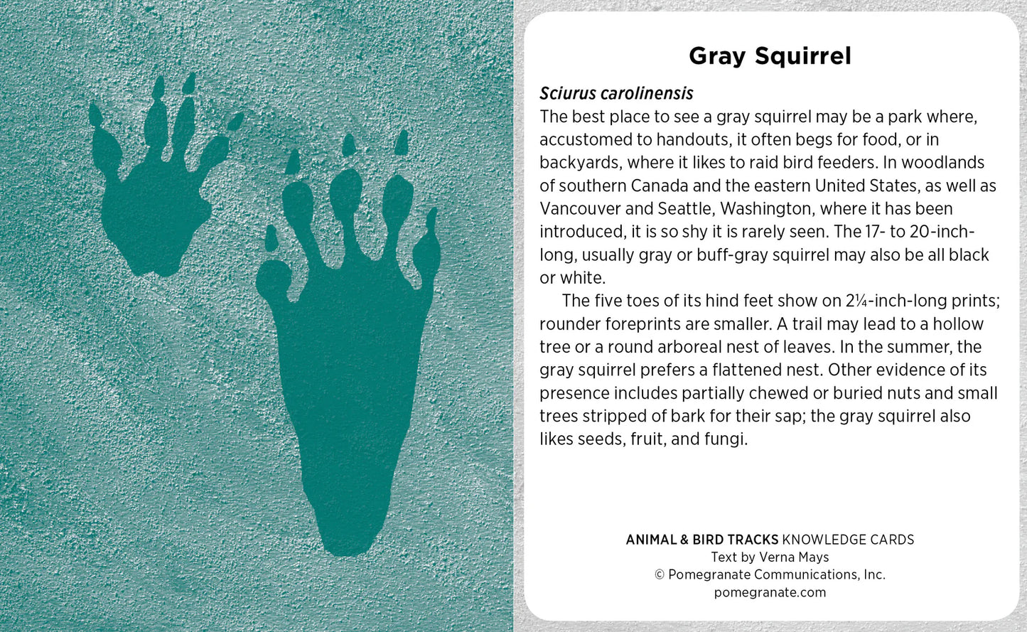 Animal & Bird Tracks: A Handy Reference for the Outdoor Detective Knowledge Cards