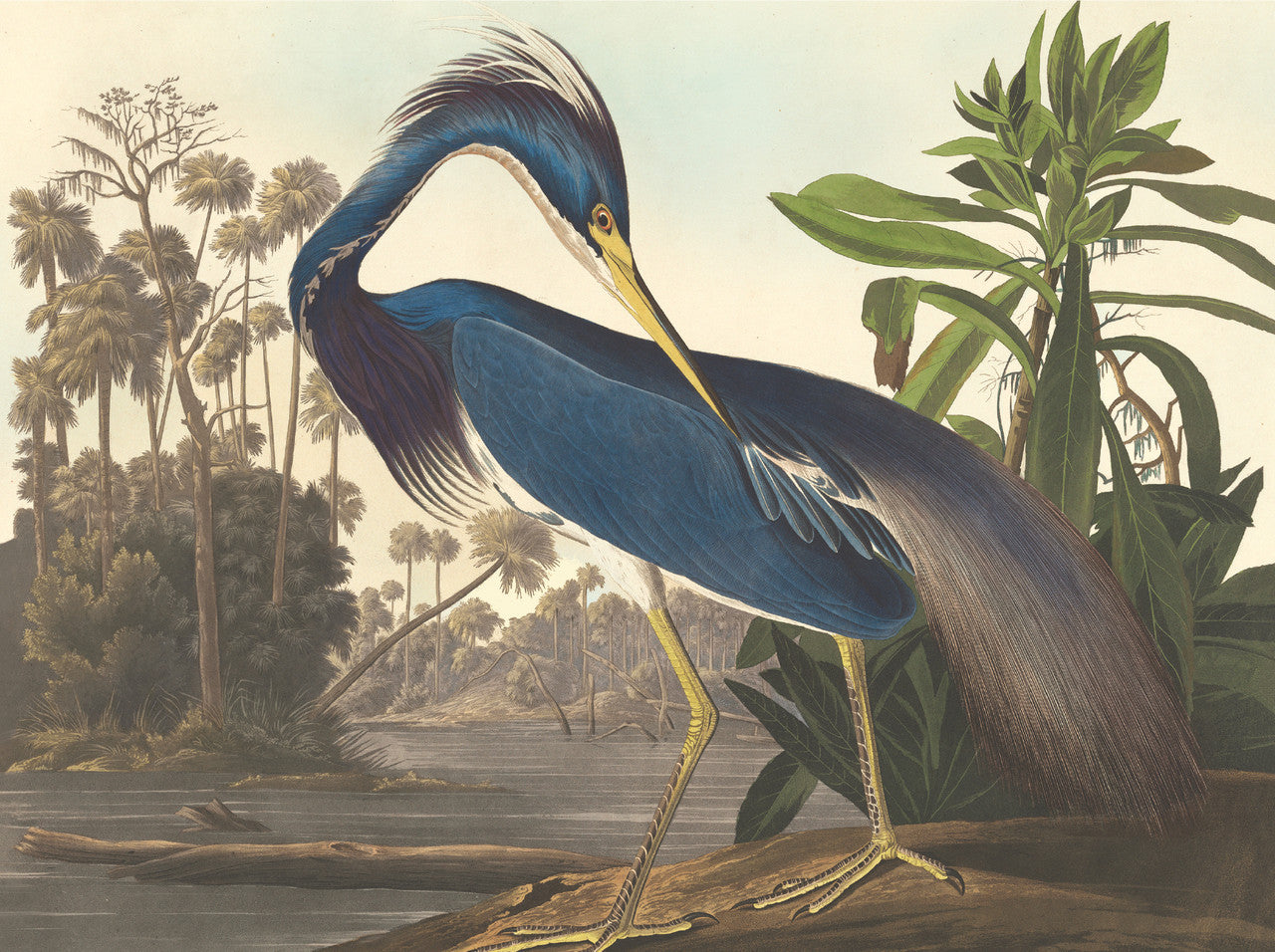 Audubon Water Birds Notecard Set