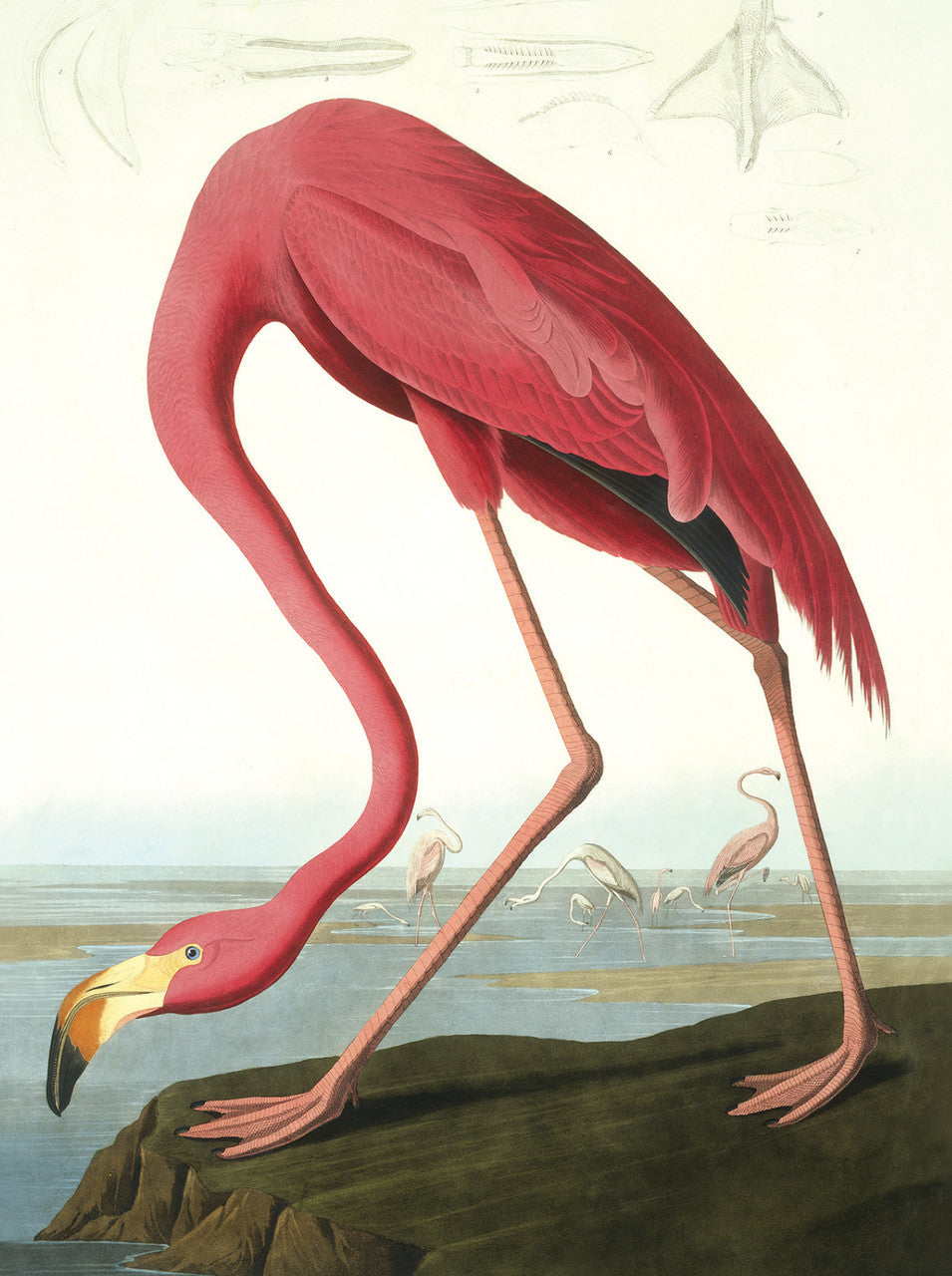 Audubon Water Birds Notecard Set