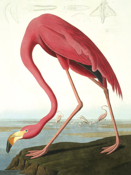Audubon Water Birds Notecard Set
