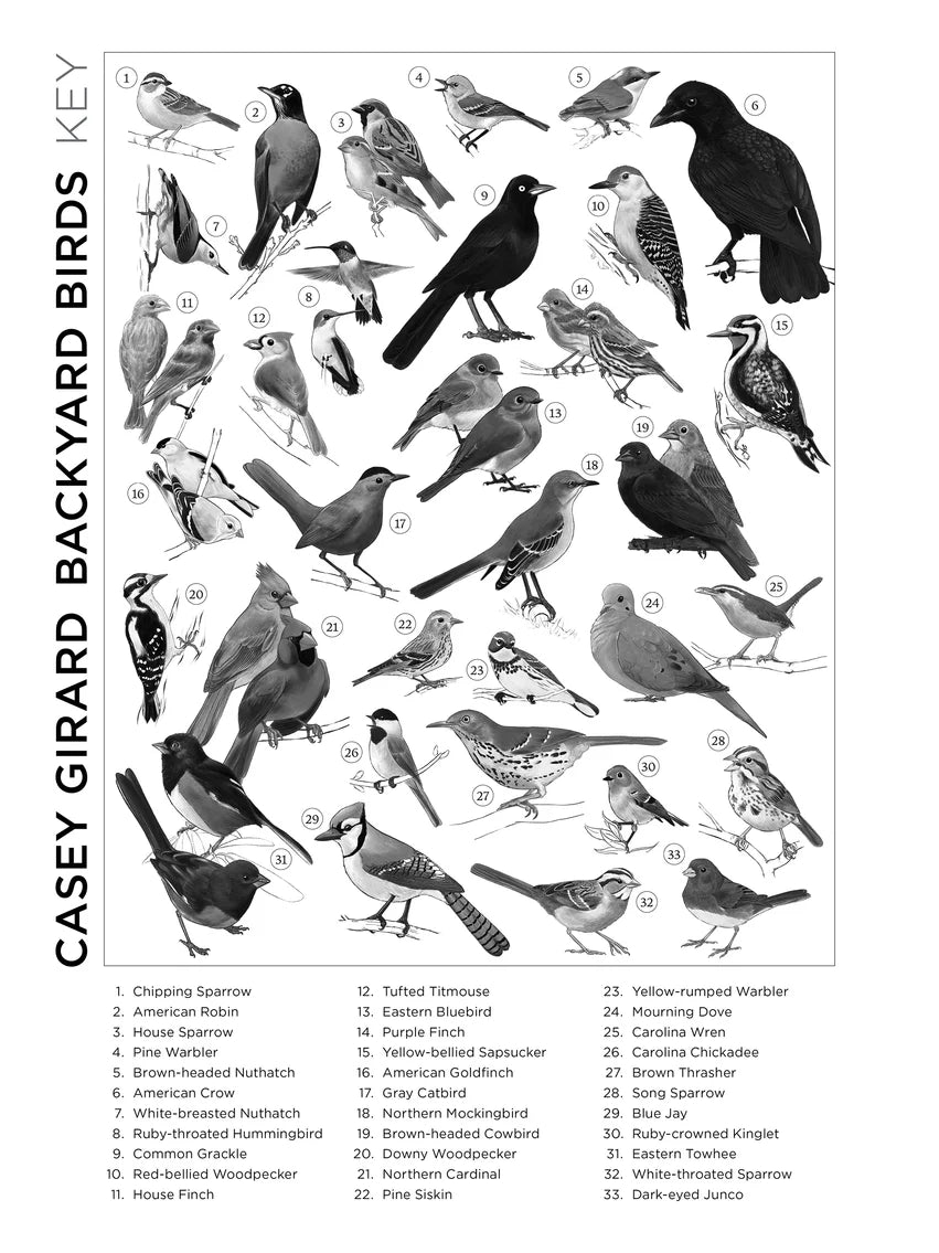 A poster featuring a variety of greyscale birds on a white background with the words Casey Girard Backyard Birds Key along the left hand side and numbered text at the bottom